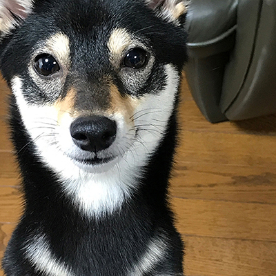 f:id:kuromamehana:20170125174652j:plain