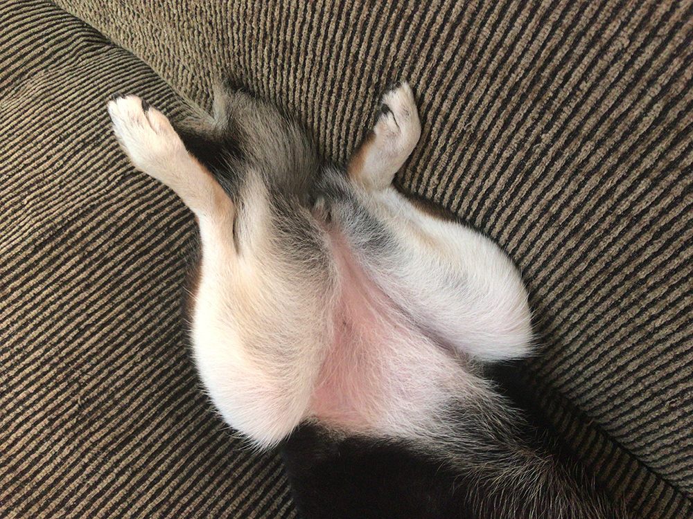 f:id:kuromamehana:20181006142956j:plain