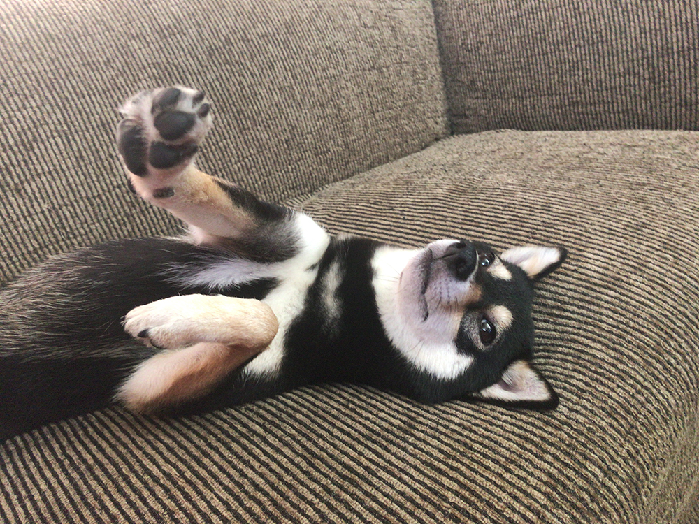 f:id:kuromamehana:20181006143005j:plain