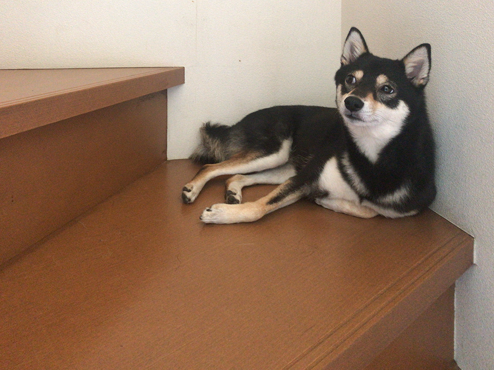 f:id:kuromamehana:20190525104047j:plain