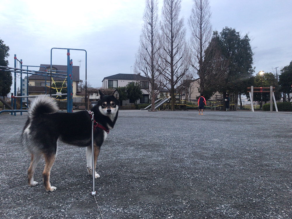 f:id:kuromamehana:20191229231714j:plain