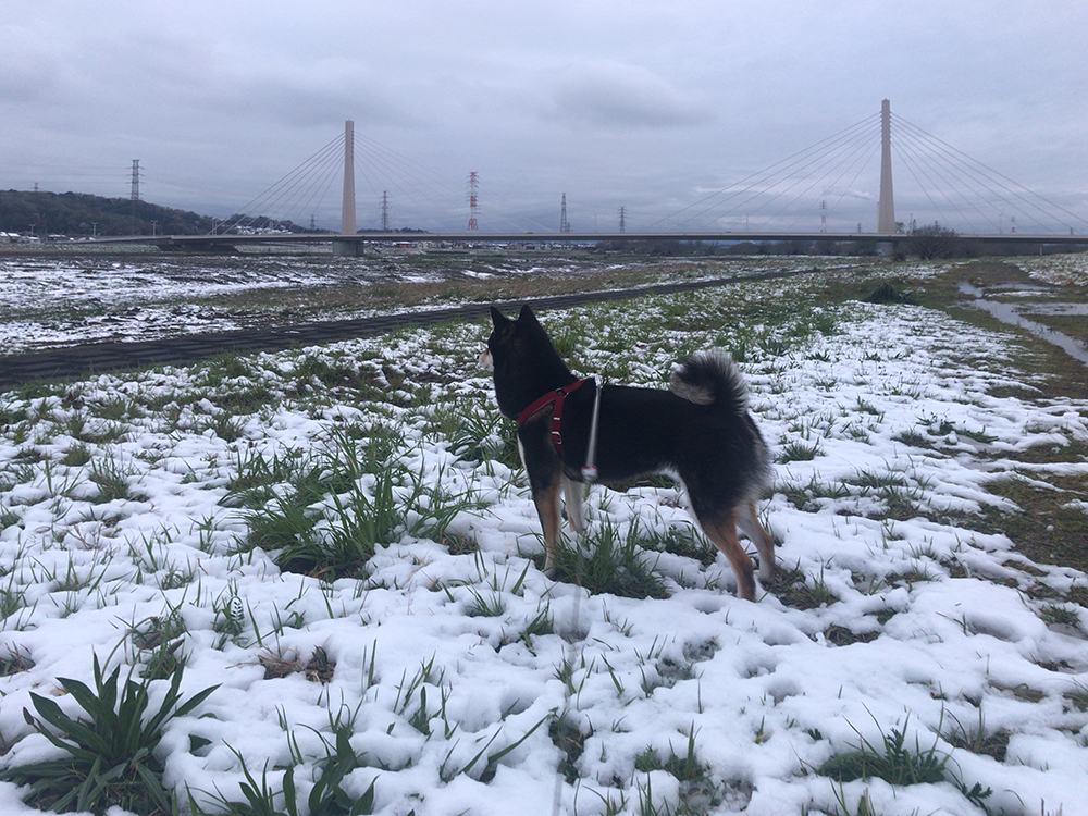 f:id:kuromamehana:20200329222115j:plain