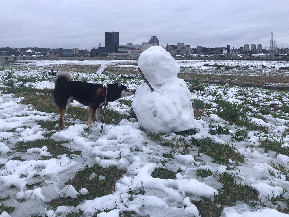 f:id:kuromamehana:20200329222119j:plain