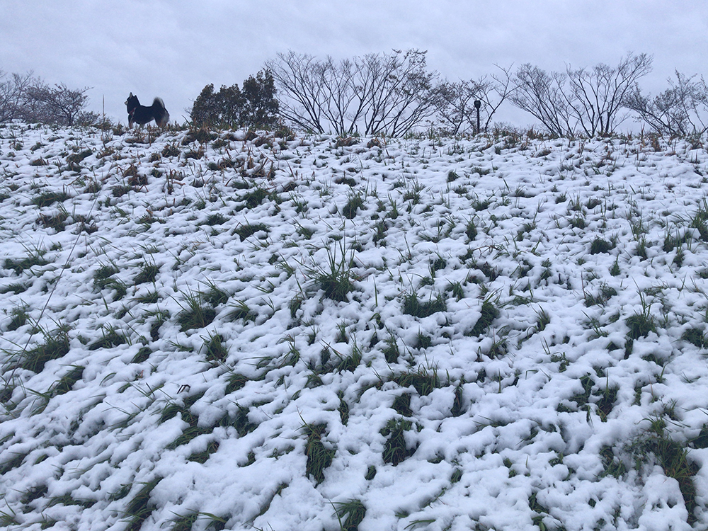 f:id:kuromamehana:20200329222123j:plain