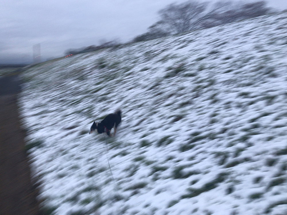 f:id:kuromamehana:20200329222128j:plain