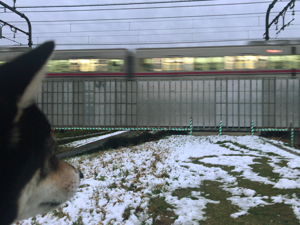 f:id:kuromamehana:20200329222132j:plain