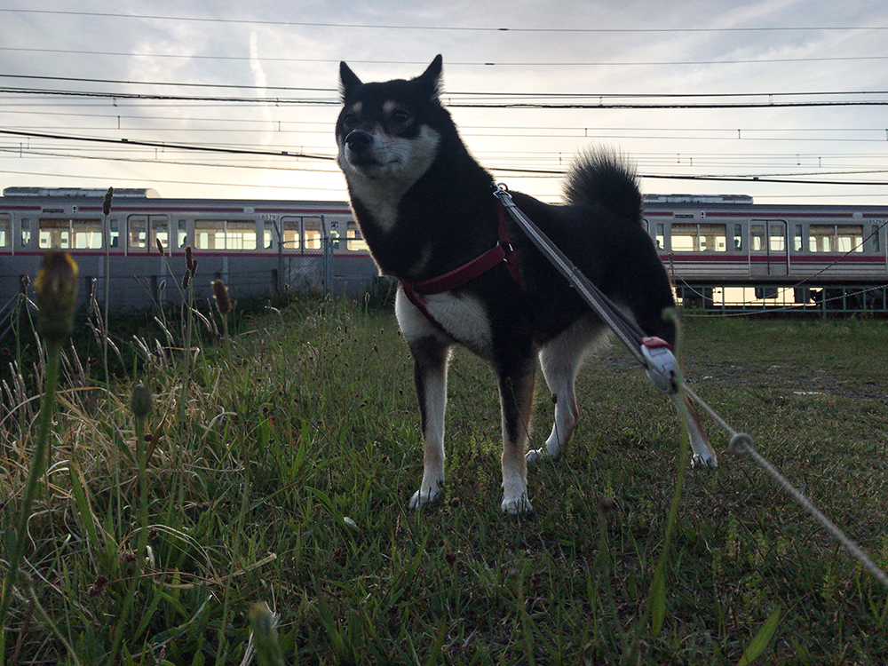 f:id:kuromamehana:20200507200145j:plain