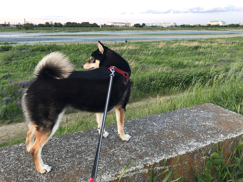 f:id:kuromamehana:20200507200148j:plain