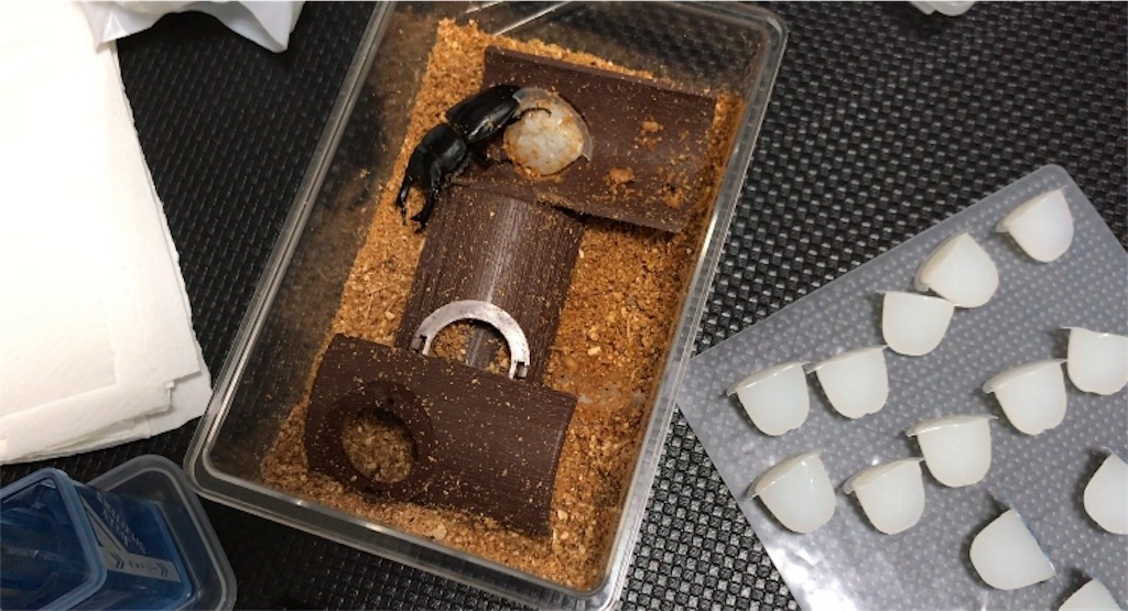 f:id:kuromatsugata:20200415221315j:image