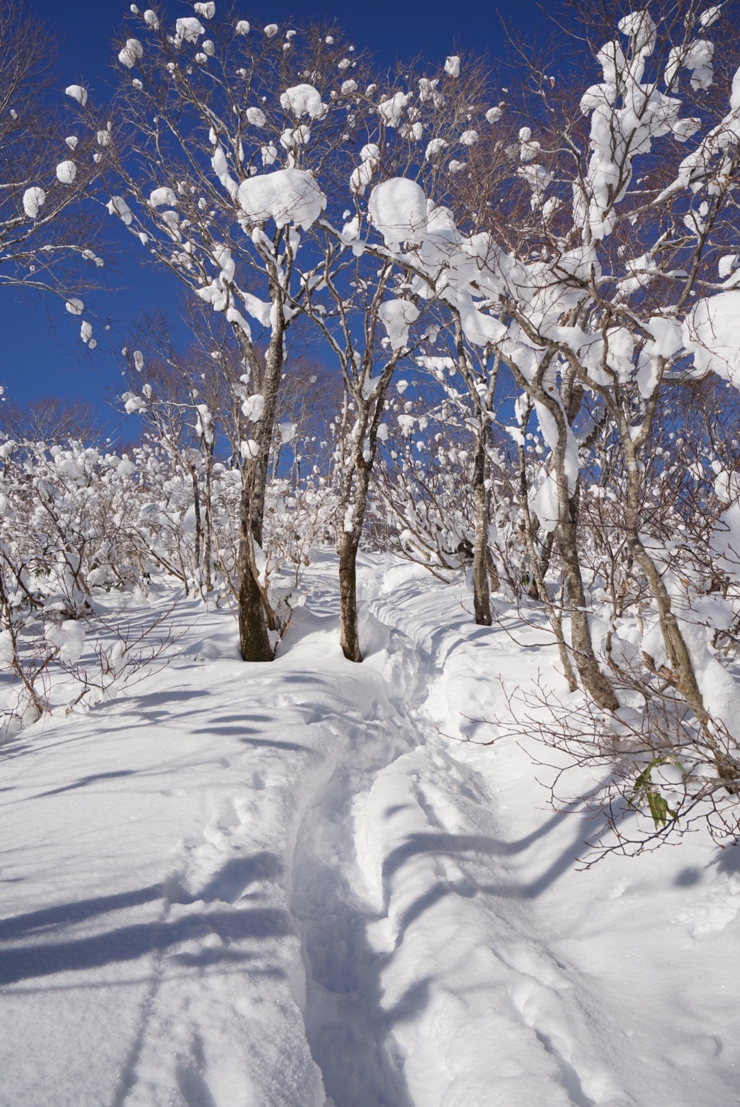 f:id:kuromenboo:20190114232908j:image