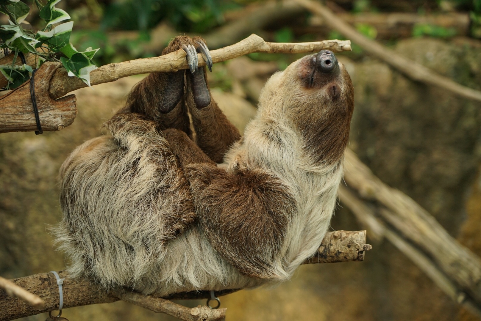 石川県、いしかわ動物園のナマケモノ、ブラン（2019年3月） - 自然と遊ぶ