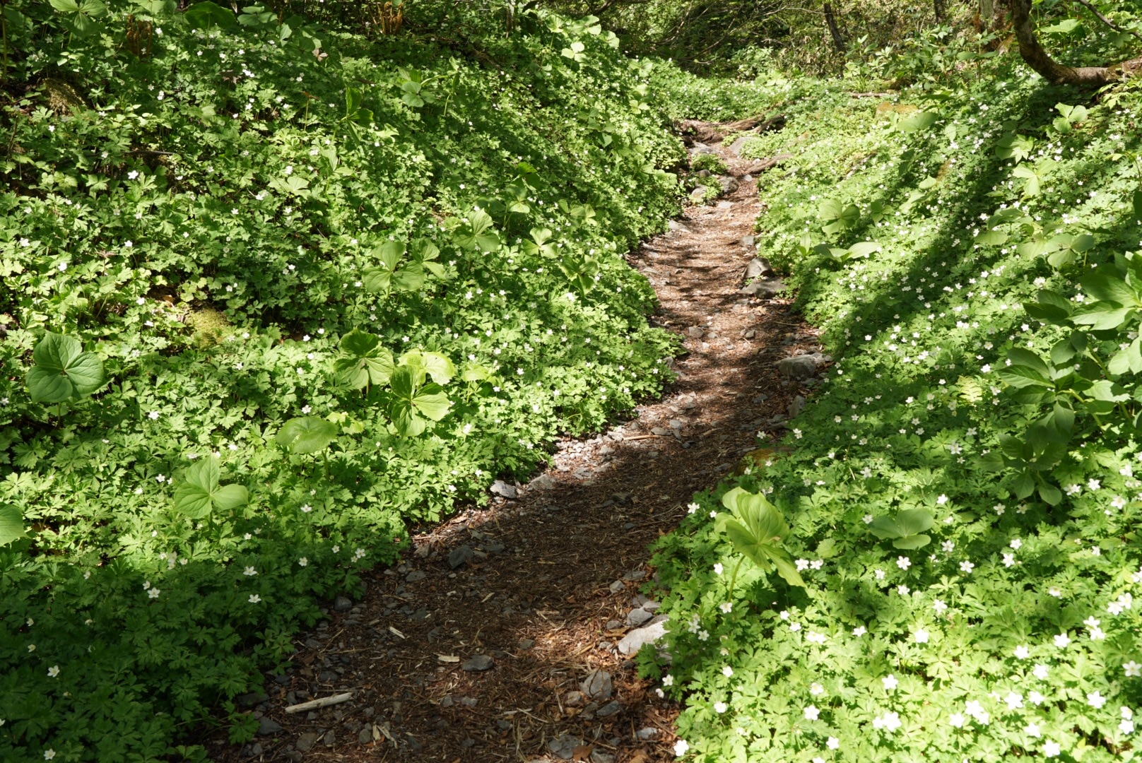 f:id:kuromenboo:20190529072145j:image