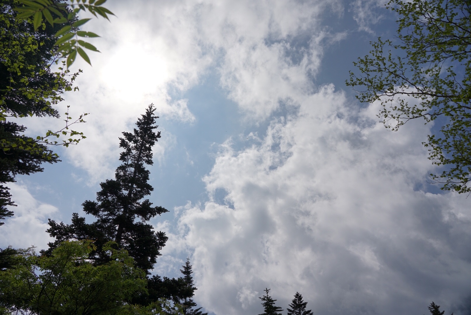 f:id:kuromenboo:20190629220259j:image