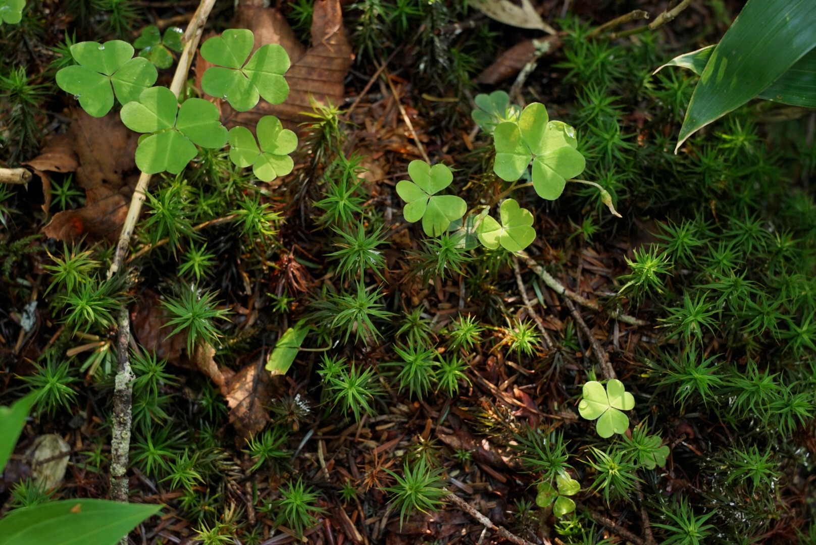 f:id:kuromenboo:20190629220333j:image