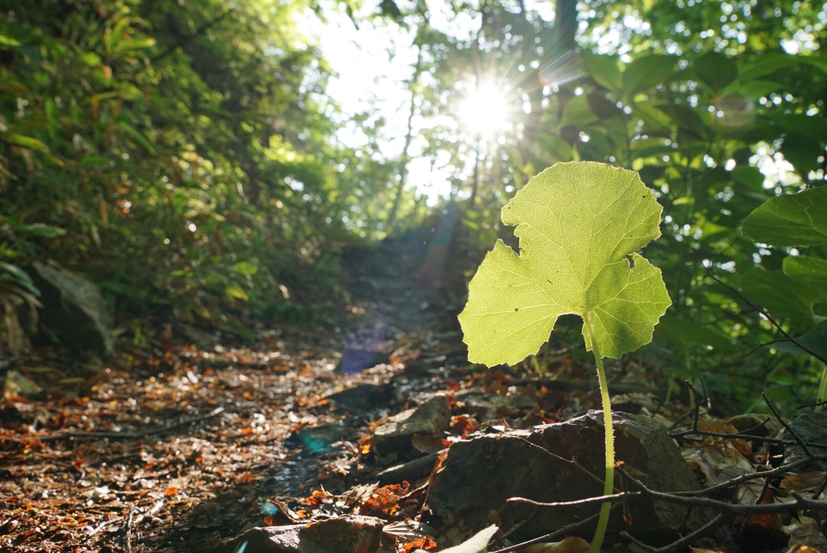 f:id:kuromenboo:20190629220352j:image