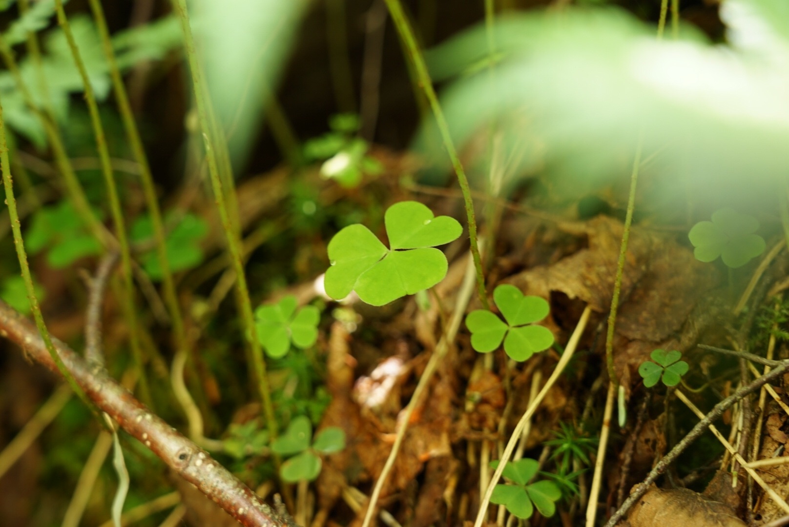 f:id:kuromenboo:20190629220423j:image