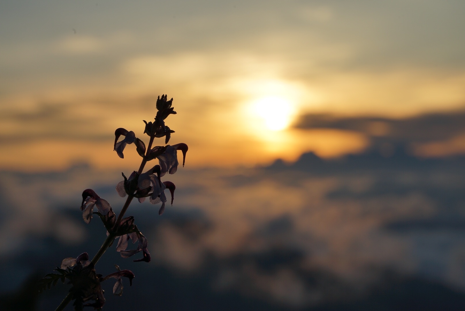 f:id:kuromenboo:20190718225514j:image f:id:kuromenboo:20190718225514j:image