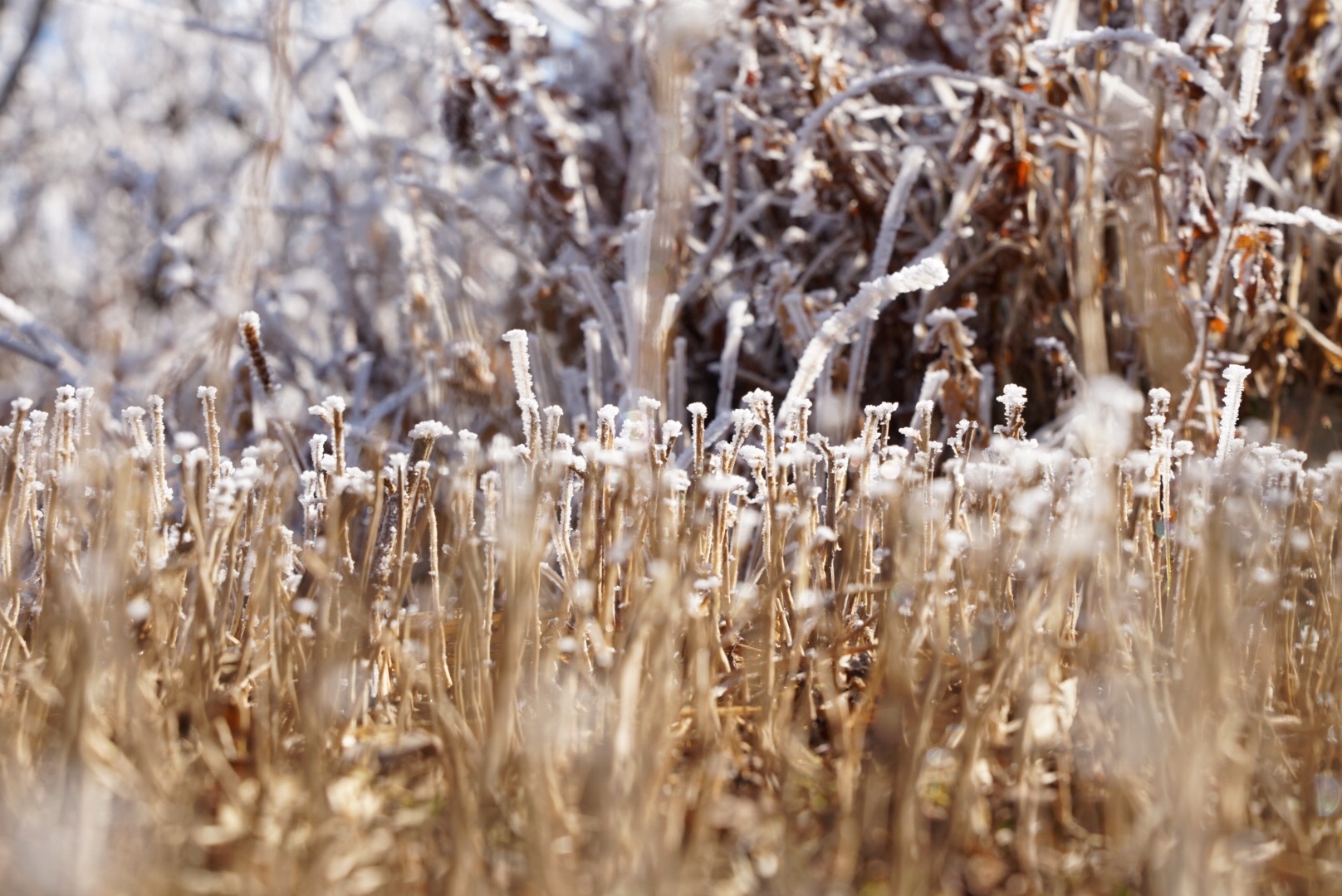 f:id:kuromenboo:20191130230226j:image f:id:kuromenboo:20191130230226j:image