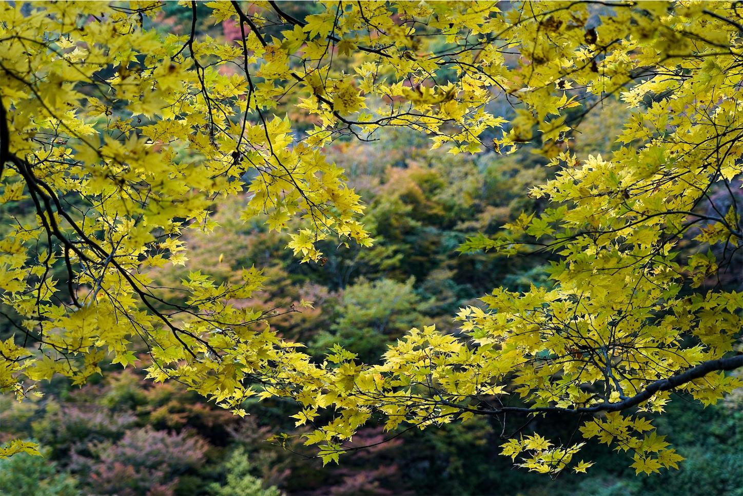 f:id:kuromenboo:20221102214221j:image