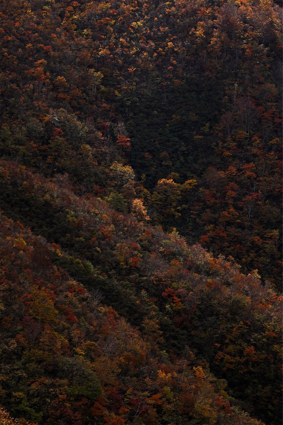 f:id:kuromenboo:20221102214256j:image