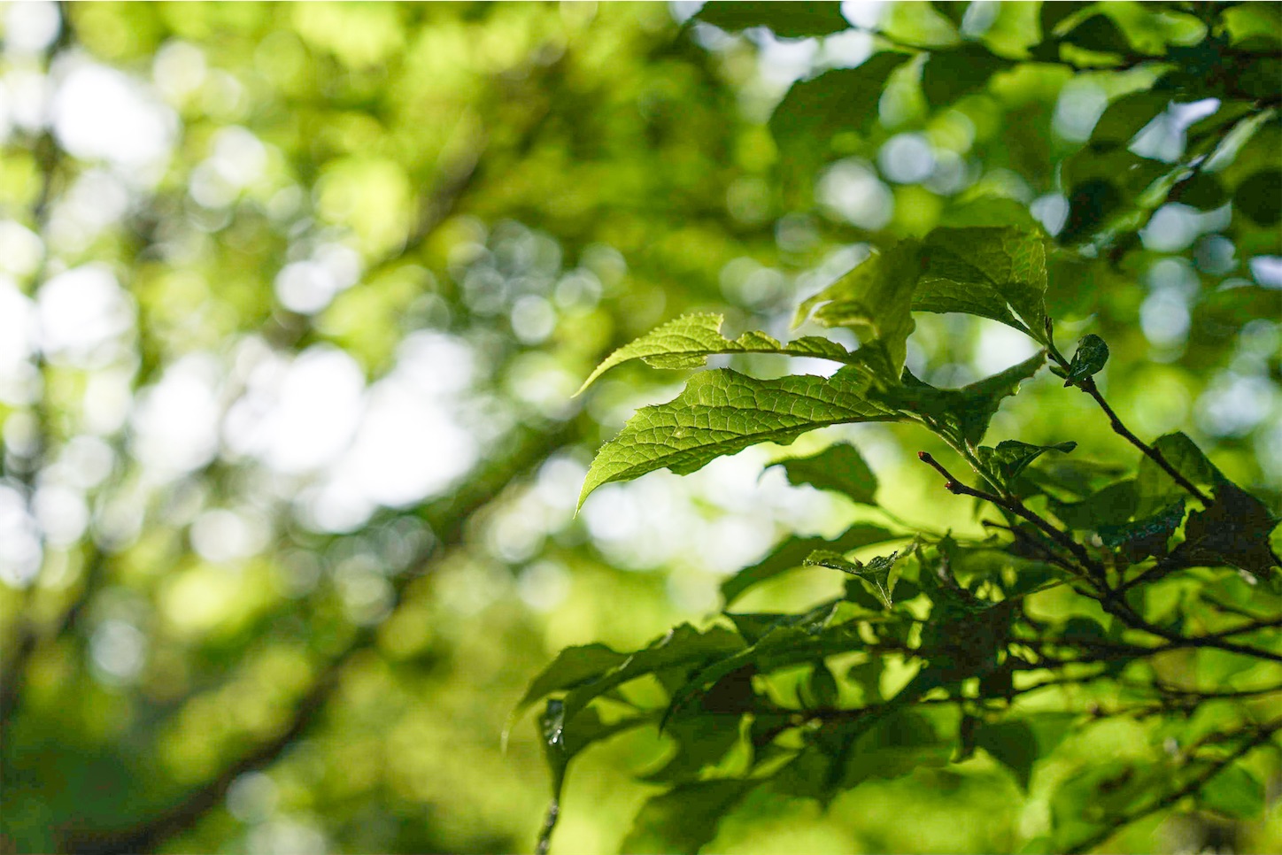 f:id:kuromenboo:20230523212913j:image