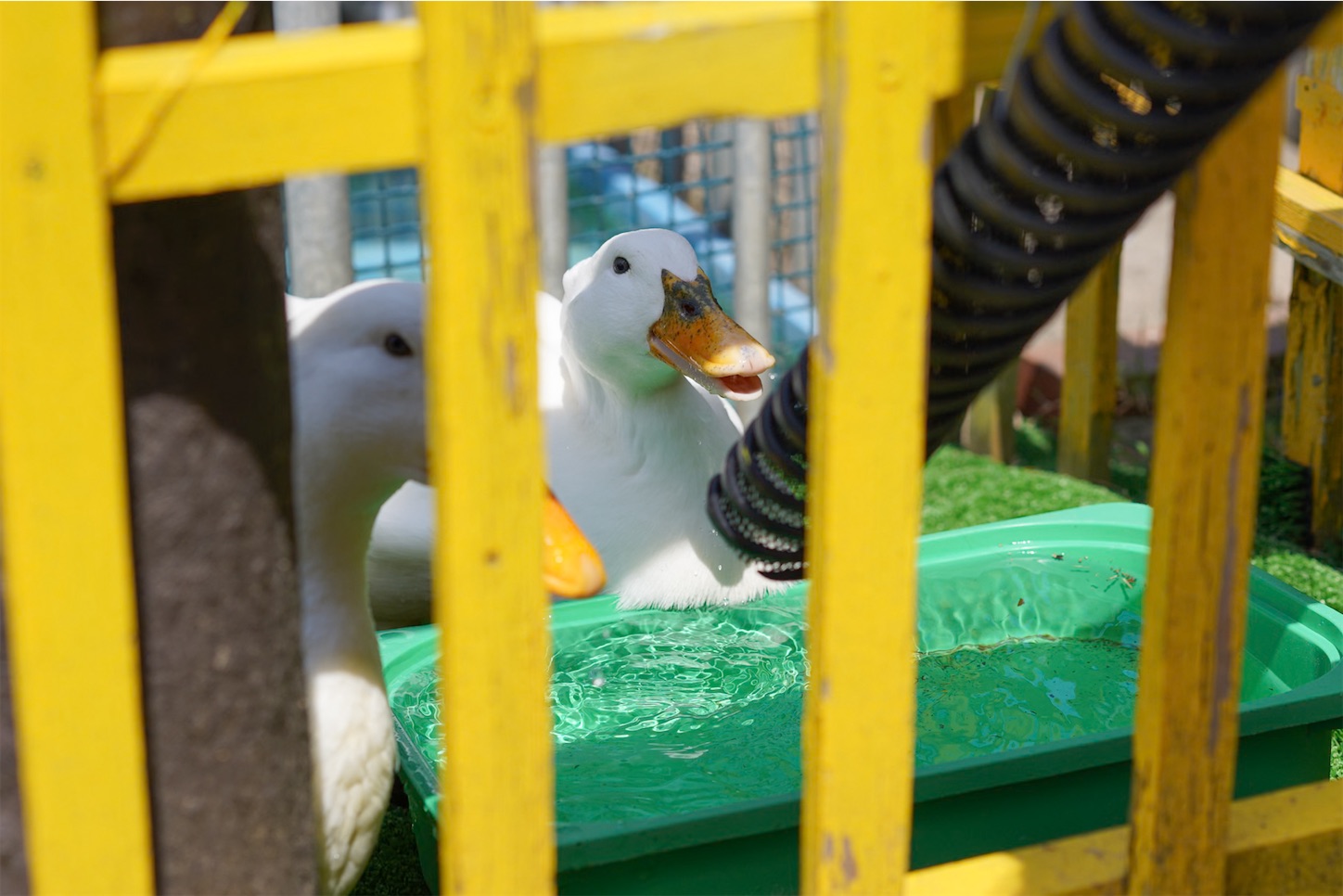 f:id:kuromenboo:20240616210028j:image