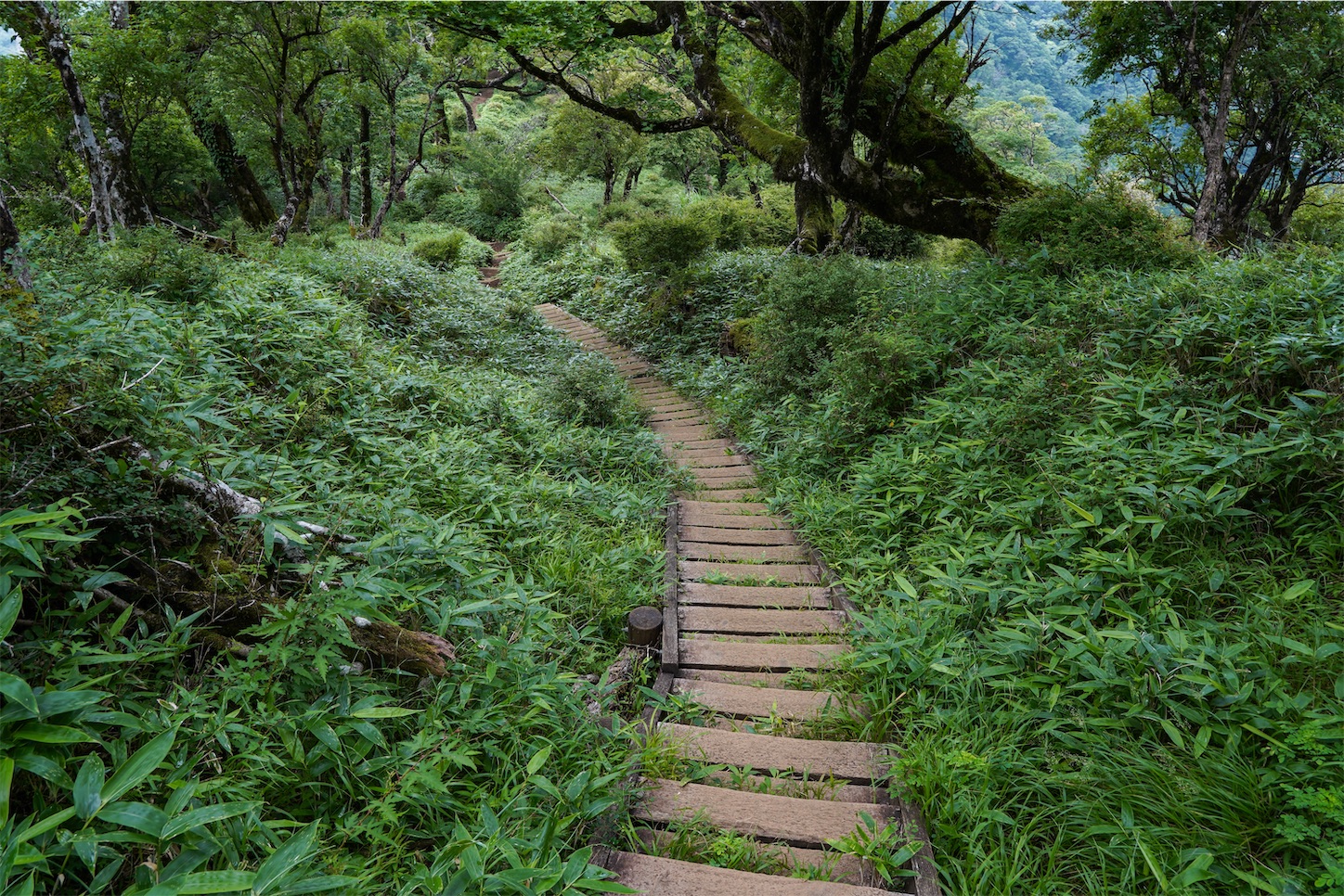 f:id:kuromenboo:20250731070756j:image f:id:kuromenboo:20250731070756j:image