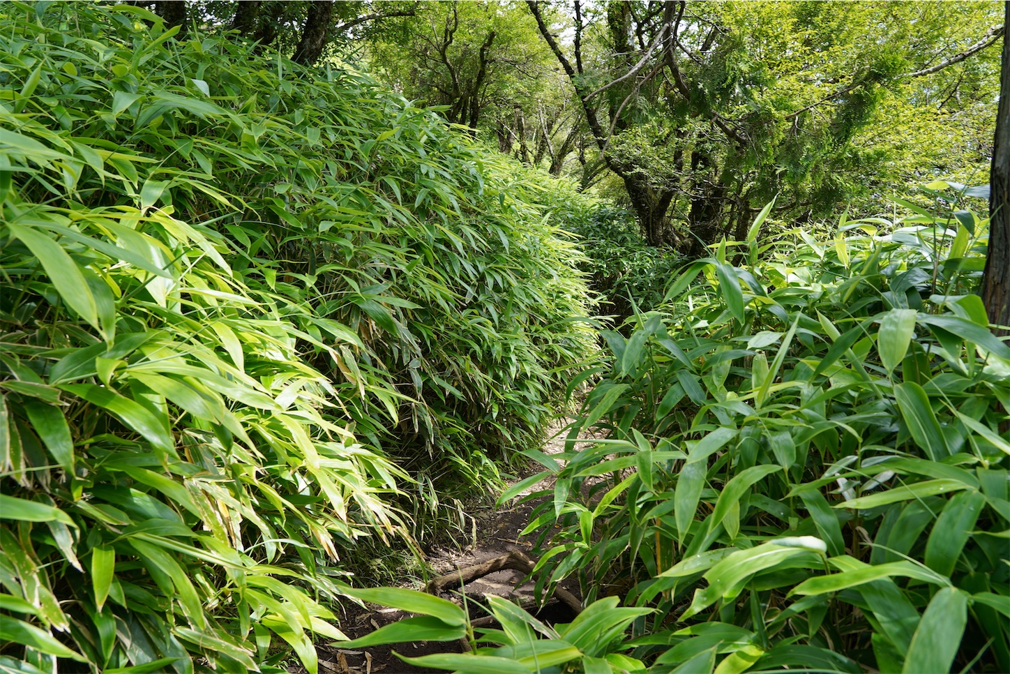 f:id:kuromenboo:20250731070837j:image f:id:kuromenboo:20250731070837j:image