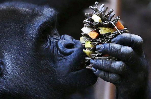 Lunch at the zoo