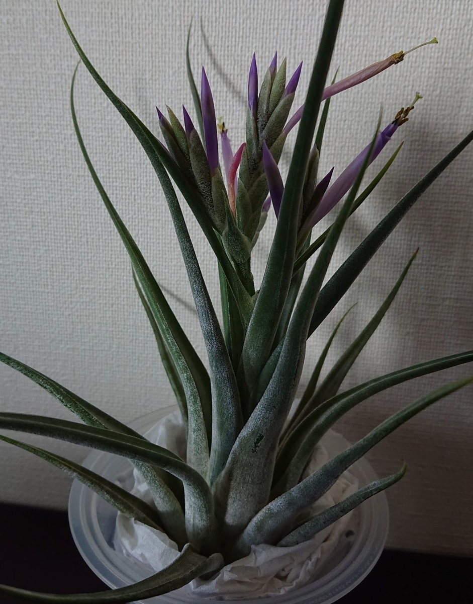 f:id:kuromushipan:20210725201947j:plain