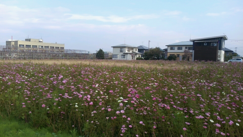 f:id:kuroneko-0open:20131103175351j:plain