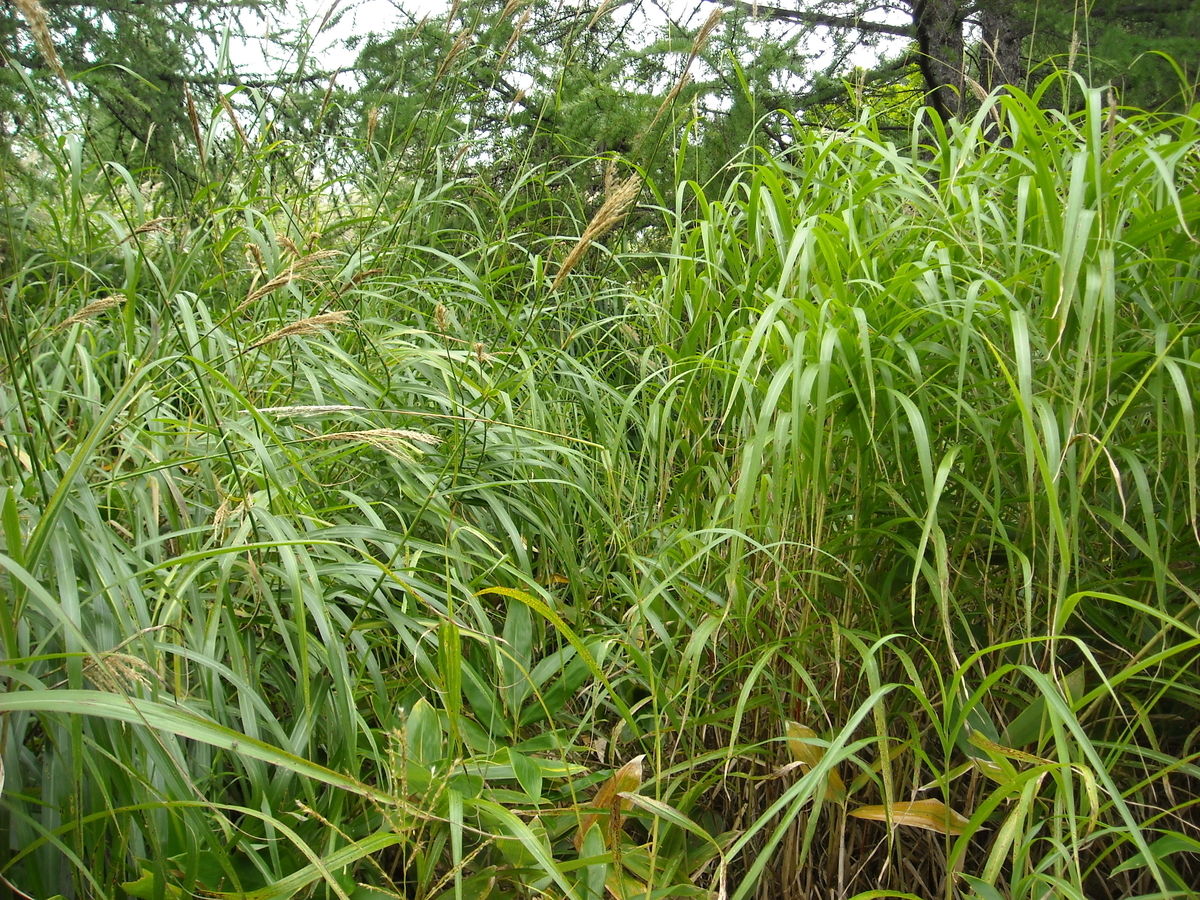 群れるのが嫌いな変わり者かな 黒猫のワルツ