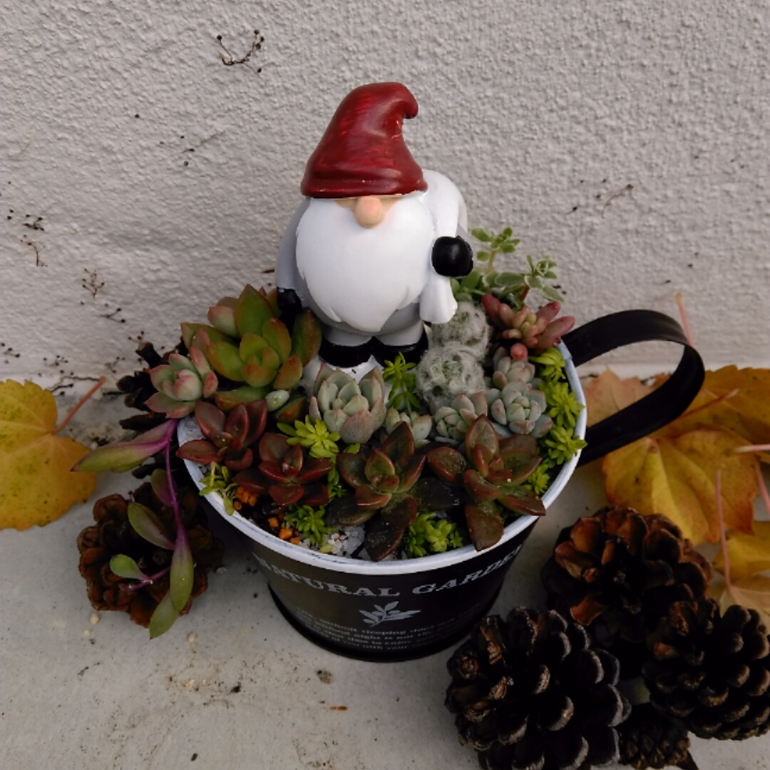 f:id:kuroneko-m:20211121100226j:plain