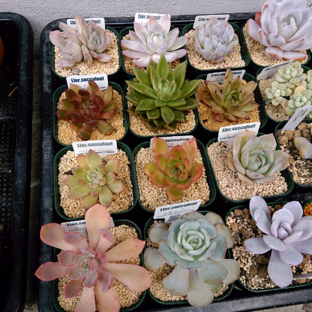 f:id:kuroneko-m:20211121183739j:plain