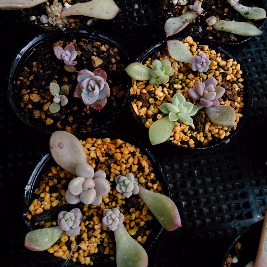 f:id:kuroneko-m:20211121183757j:plain