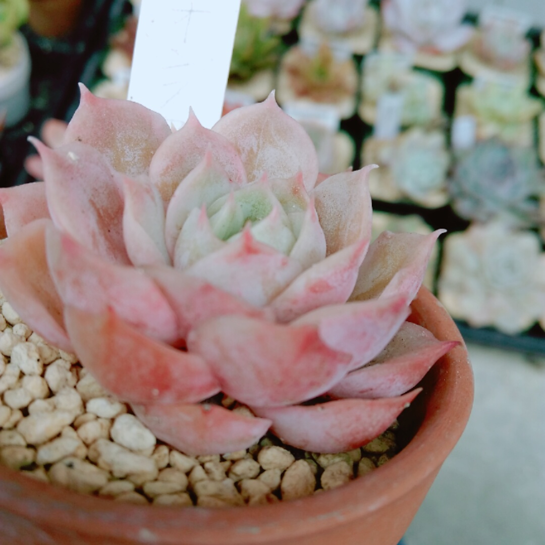 f:id:kuroneko-m:20220103163702j:plain