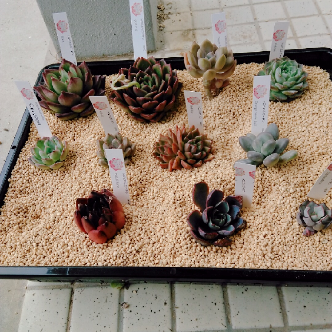 f:id:kuroneko-m:20220123111634j:plain