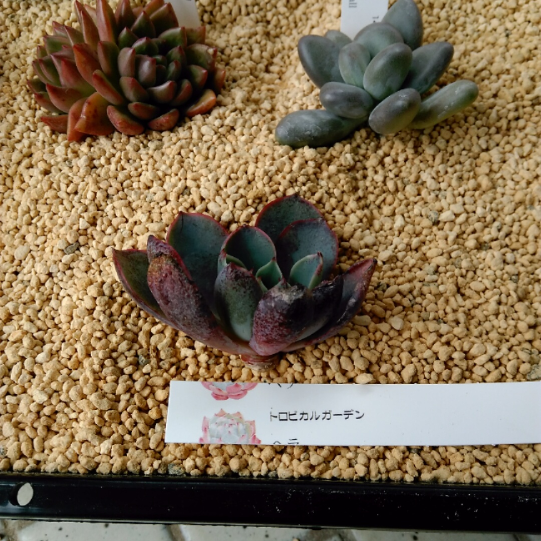 f:id:kuroneko-m:20220123111906j:plain