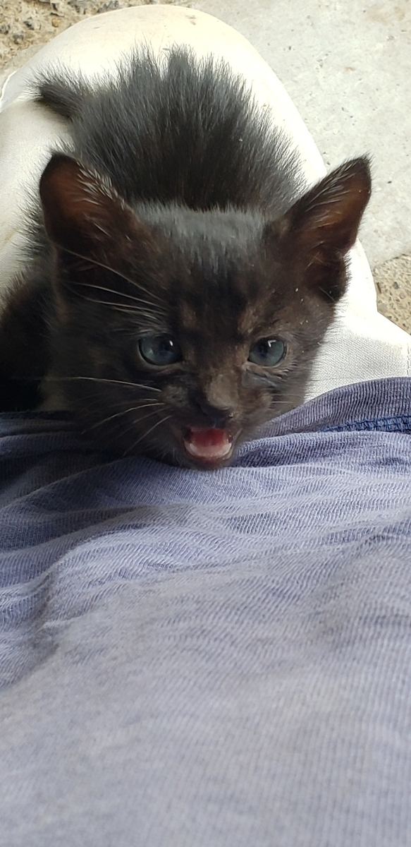 膝をよじ登ってくる子猫の写真