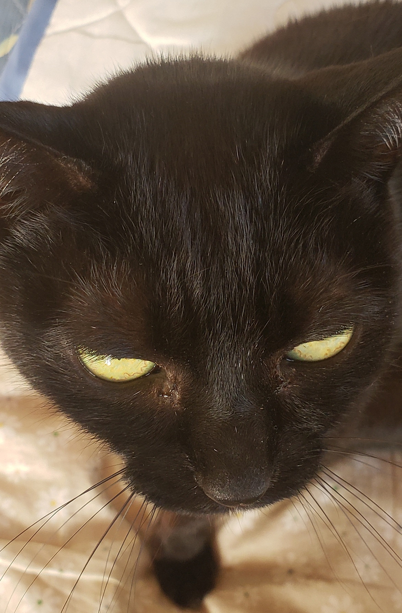 猫の写真２