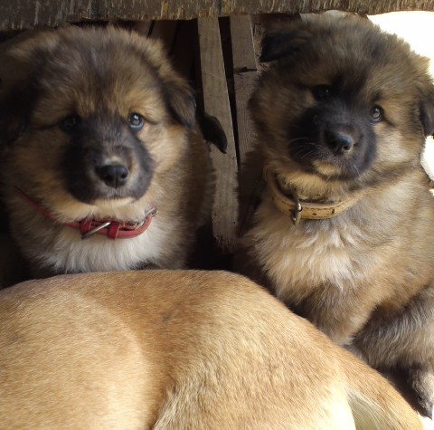子犬の写真３