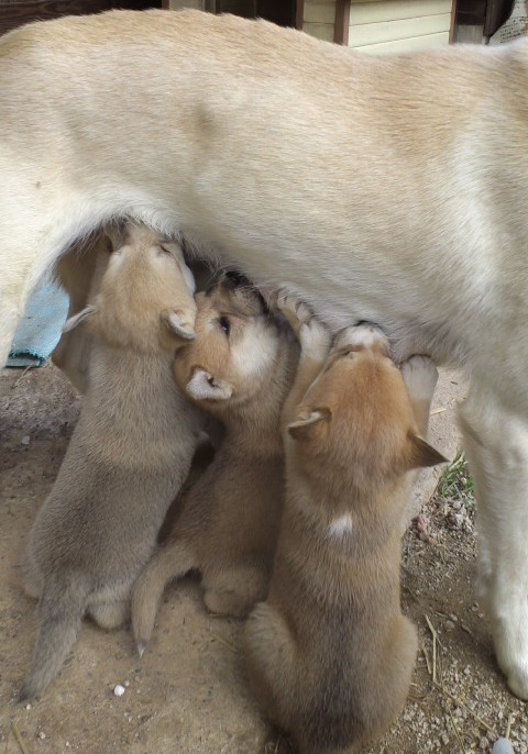 子犬の写真５