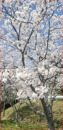 桜の写真