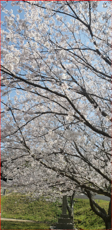 桜の写真２