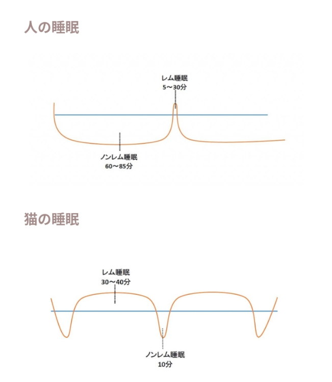 人と猫の睡眠の違いの画像