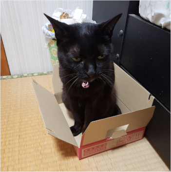 箱に入った猫の写真