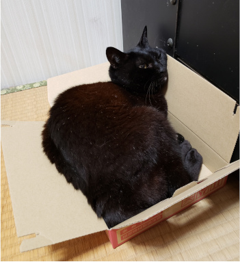 箱に寝転がる猫の写真