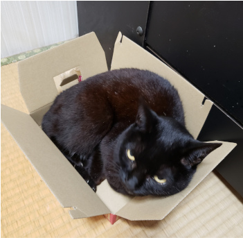 箱に寝転がる猫の写真2