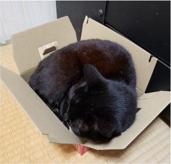 箱に寝転がる猫の写真3