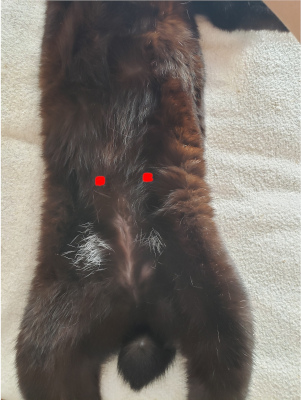 猫のお腹の画像